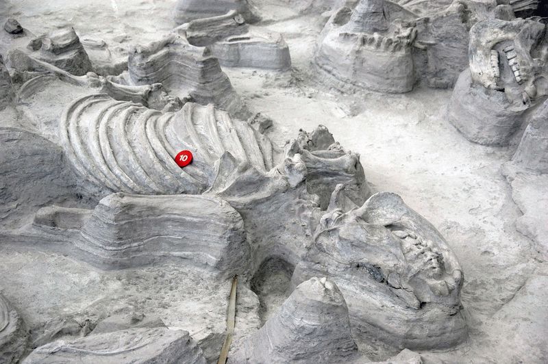Ashfall Fossil Beds State Historical Park