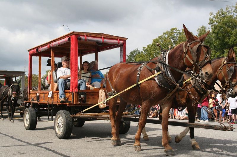 Winfield Mule Day — Winfield, AL