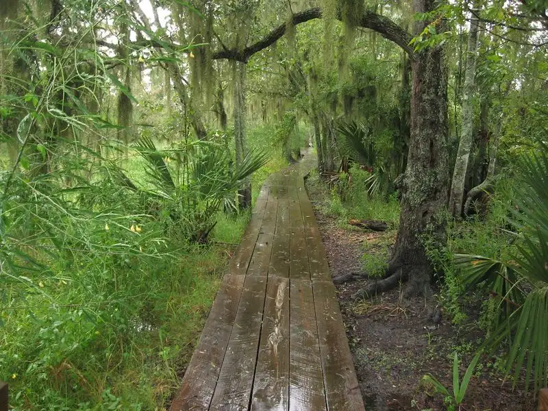 Louisiana - Barataria Preserve