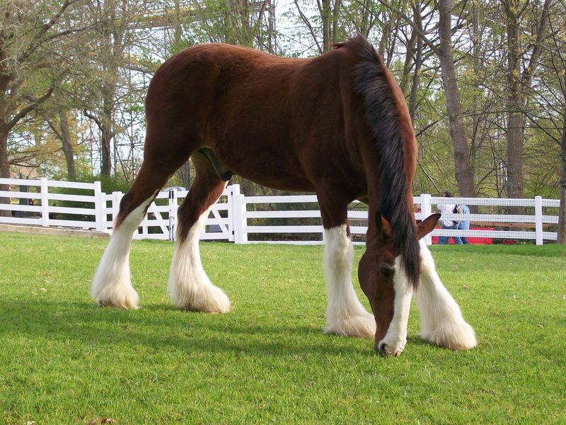 Animal Encounters