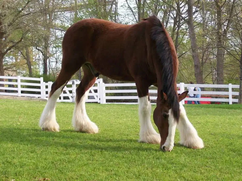 Animal Encounters