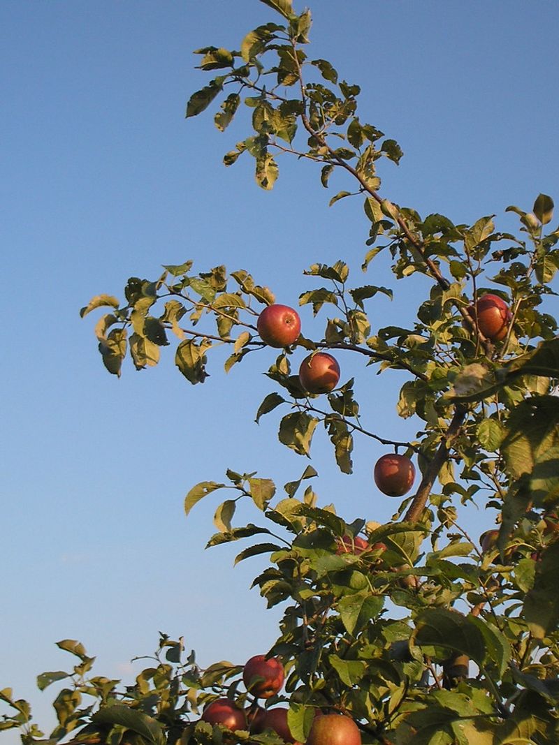 Jonamac Orchard