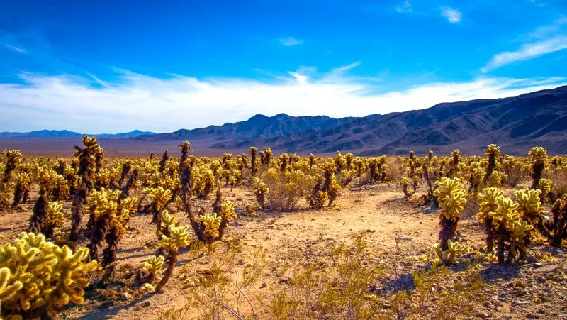 Cholla Cactus Garden