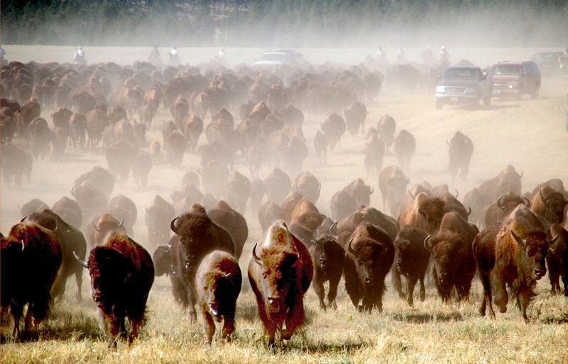 Buffalo Roundup & Arts Festival – Custer