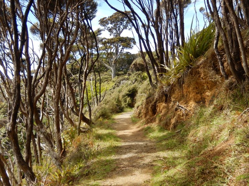 Rakiura Track (Stewart Island/Rakiura)