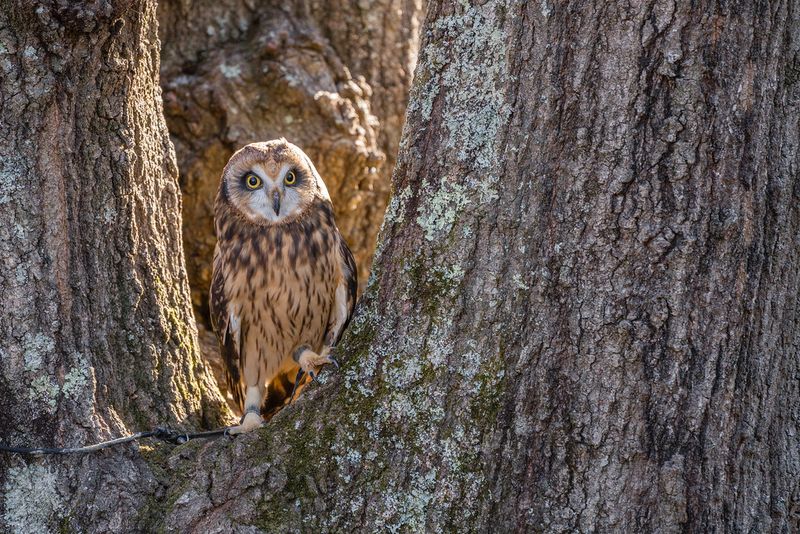 Carolina Raptor Center