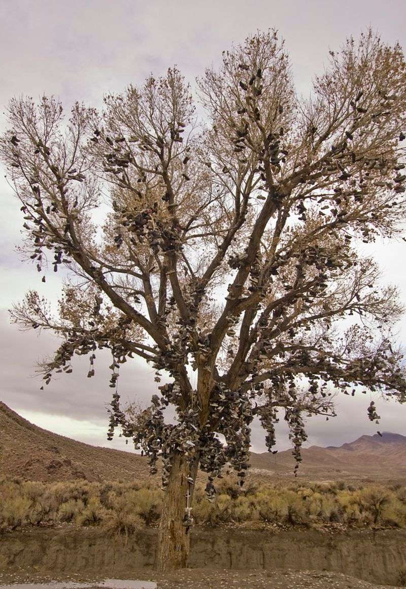 Shoetree Junction