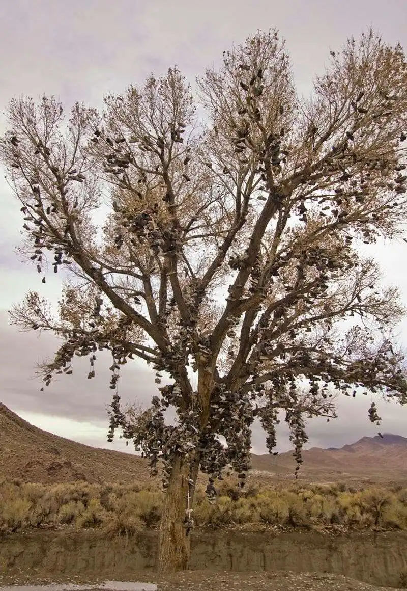 Shoetree Junction