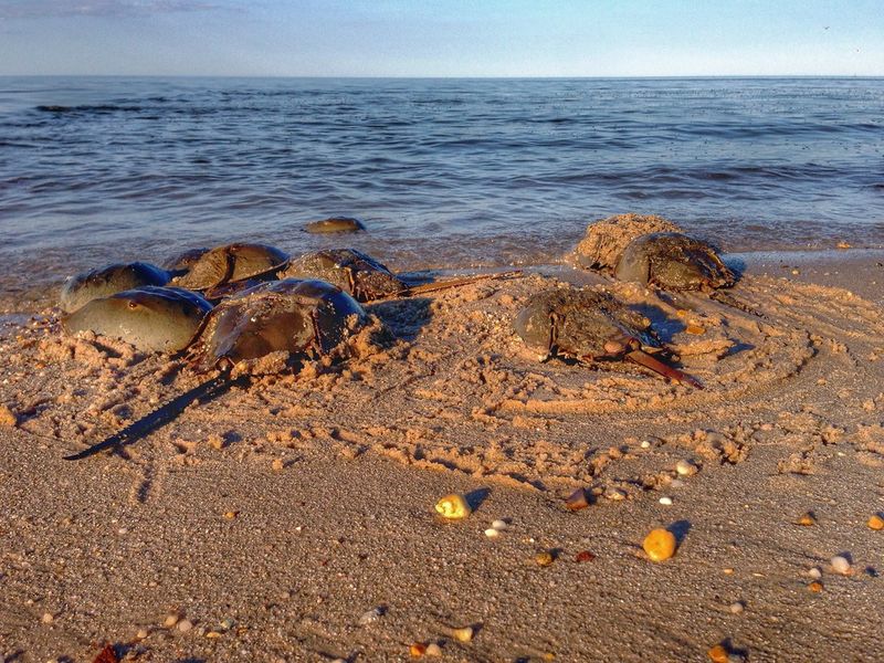 Bowers Beach, Delaware