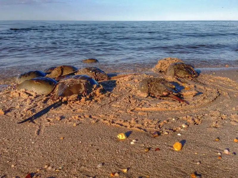 Bowers Beach, Delaware