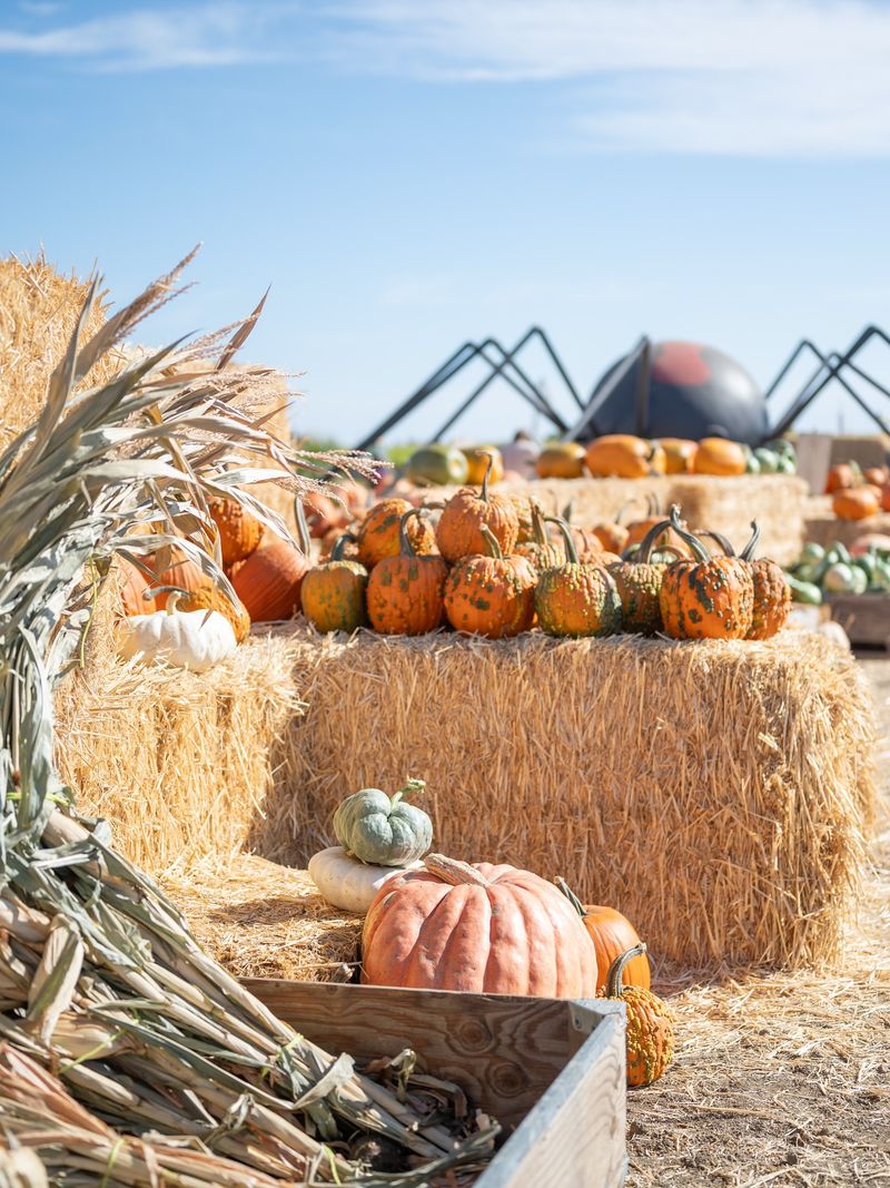 Cool Patch Pumpkins