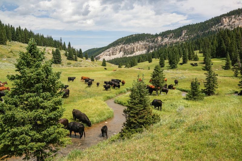 The Double Rafter Cattle Drives – Sheridan, MT
