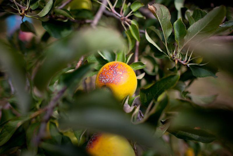 Mercier Orchards