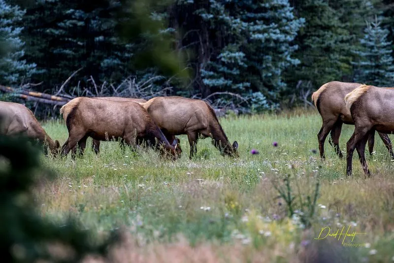Living at the Edge of the Wild