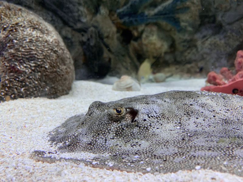 SEA LIFE Orlando Aquarium