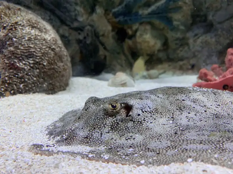 SEA LIFE Orlando Aquarium