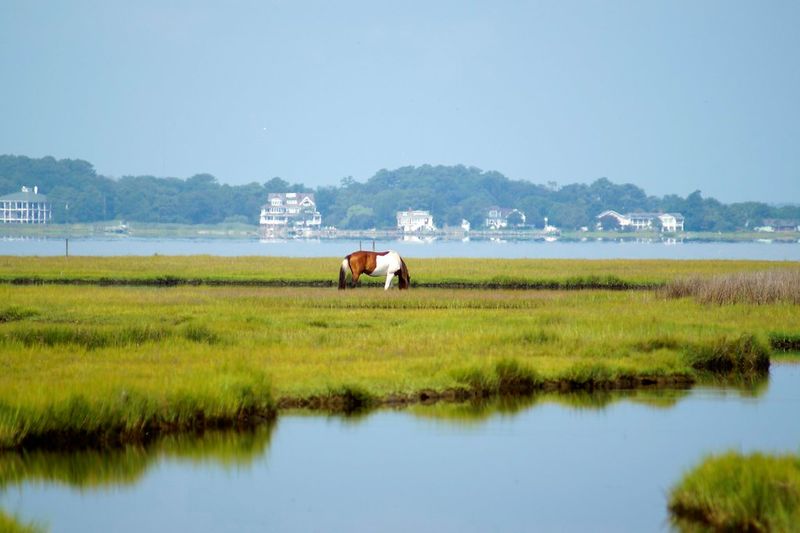 Maryland — Assateague State Park