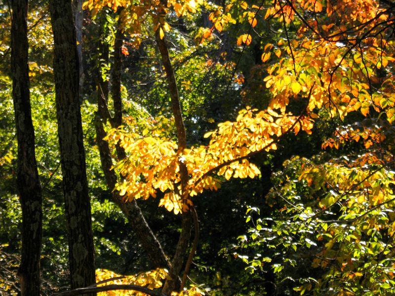 Bernheim Arboretum and Research Forest