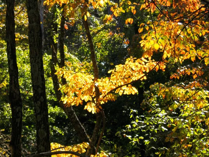 Bernheim Arboretum and Research Forest