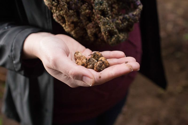 Oregon Truffle Festival, Eugene