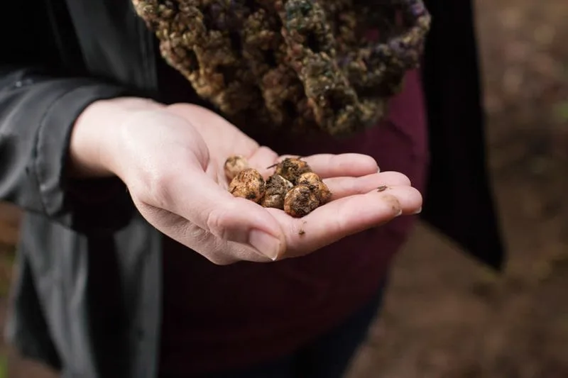 Oregon Truffle Festival, Eugene