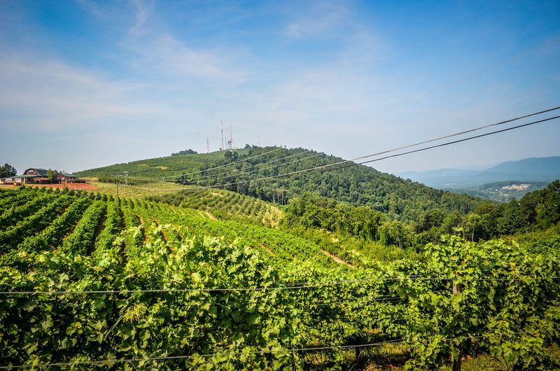 Carter Mountain Orchard