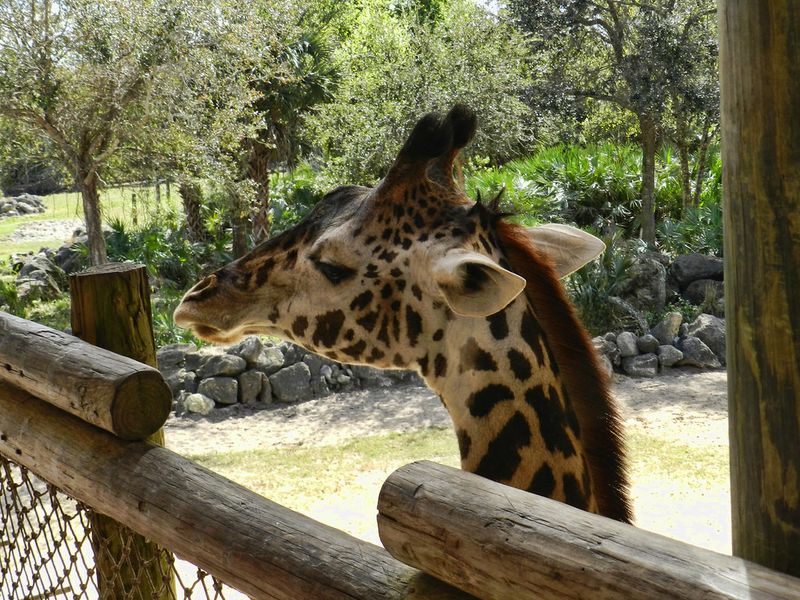 Brevard Zoo