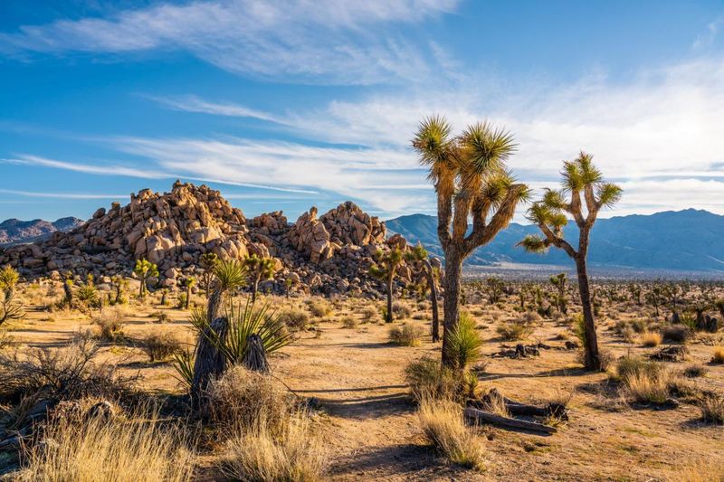 Joshua Tree National Park Adventure