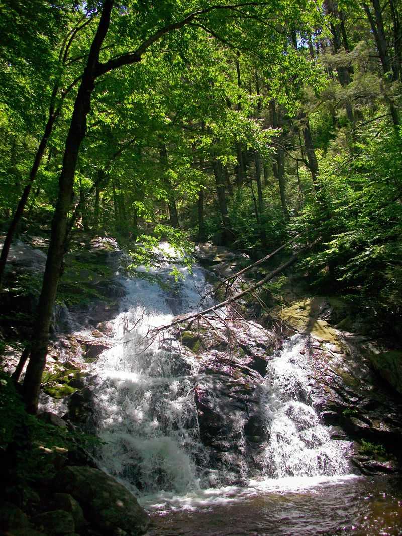 Black Rock Forest (NY)