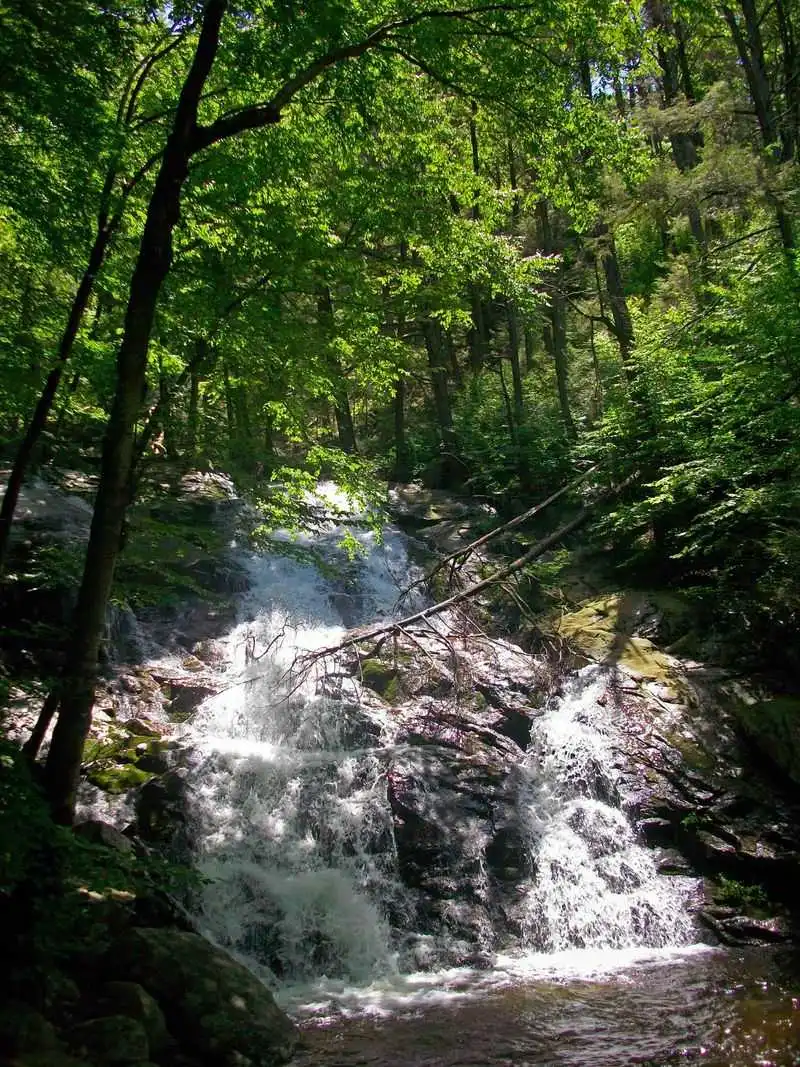 Black Rock Forest (NY)