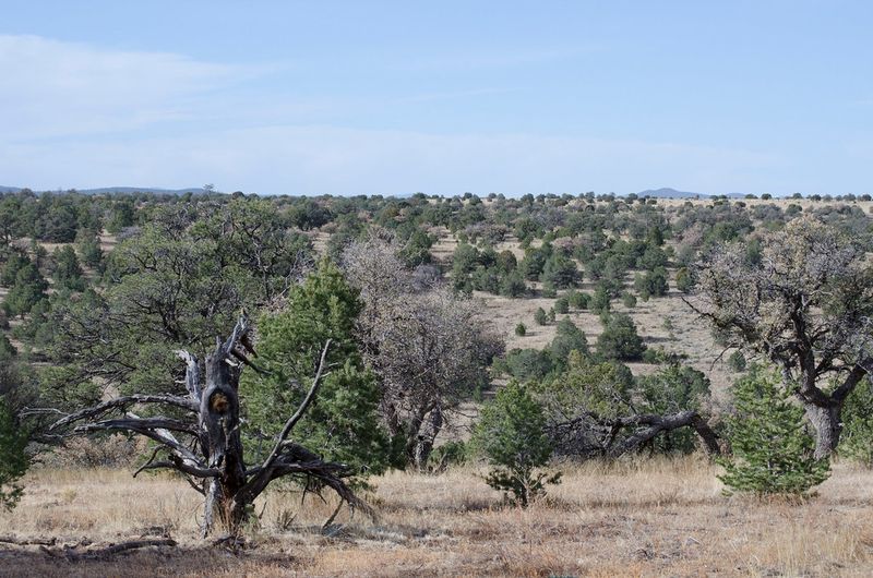 Aldo Leopold Wilderness