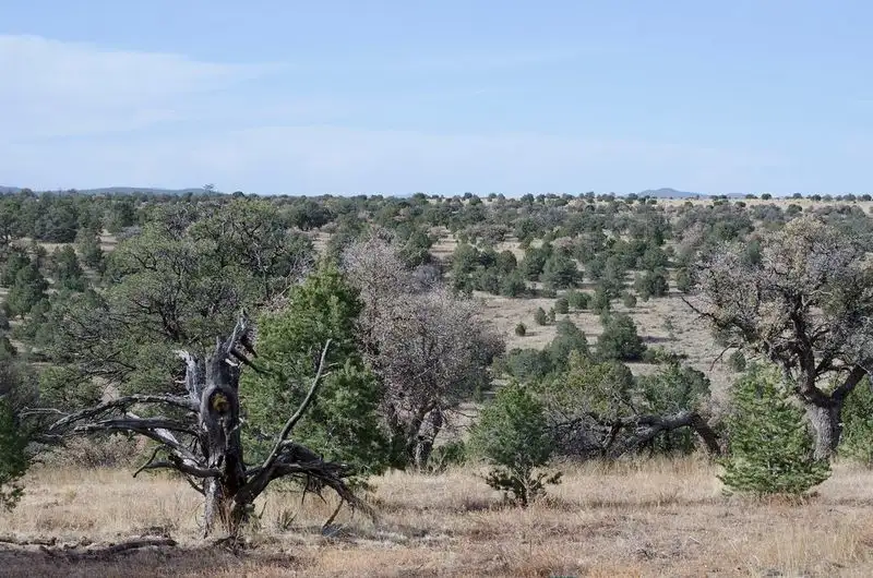 Aldo Leopold Wilderness