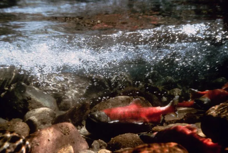 Salmon Spawning Runs in the Pacific Northwest