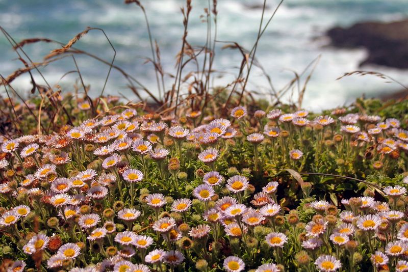 Mendocino