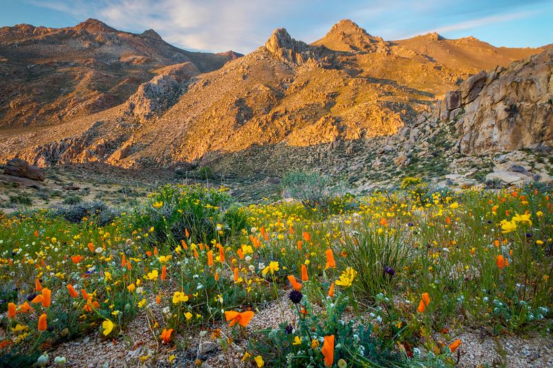 California Trail