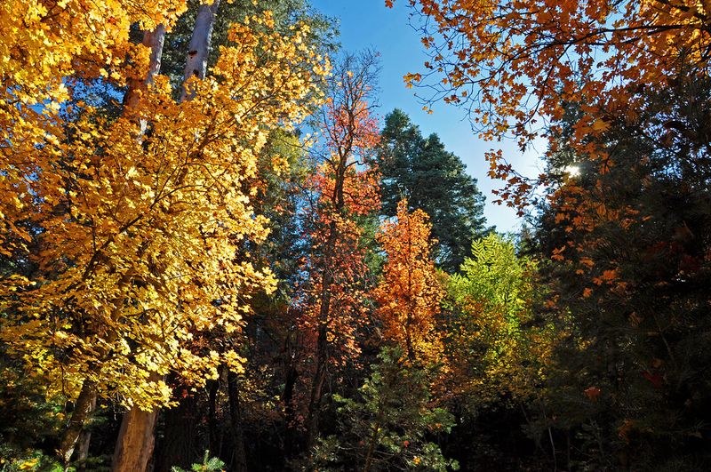 Mogollon Rim