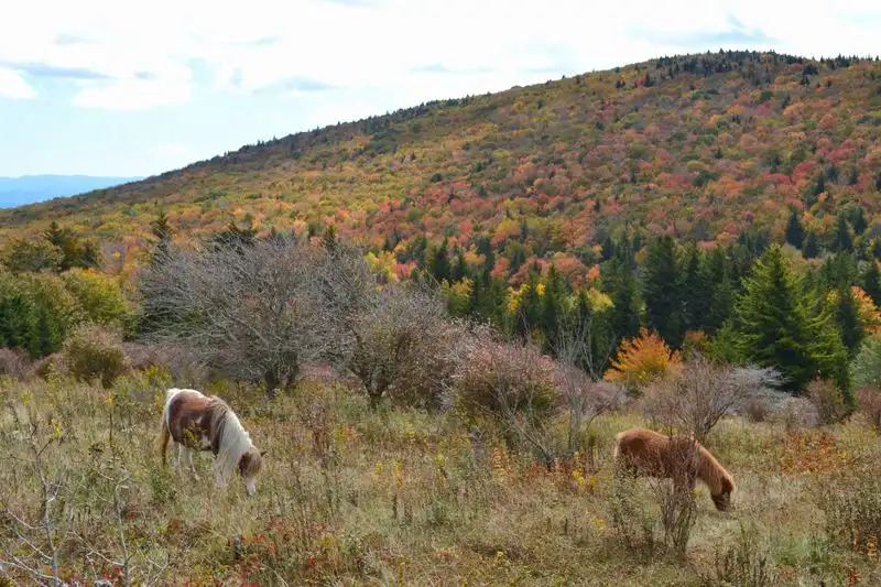 Grayson Highlands State Park