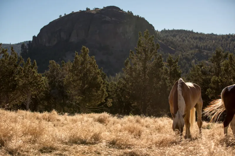 Sky Dog Ranch