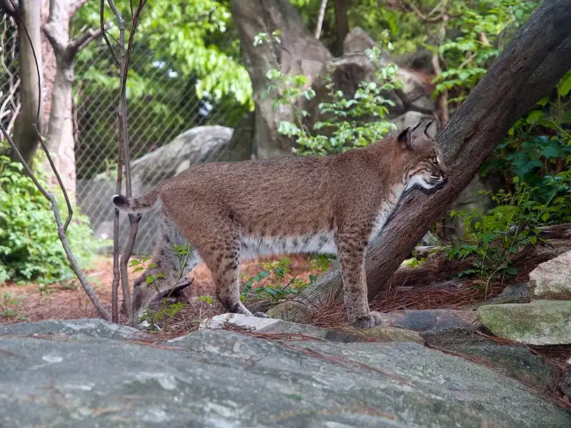 North Carolina Zoo, North Carolina