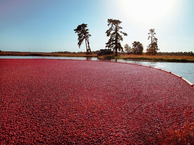 Cranberry Bog Tours & Harvest Experiences
