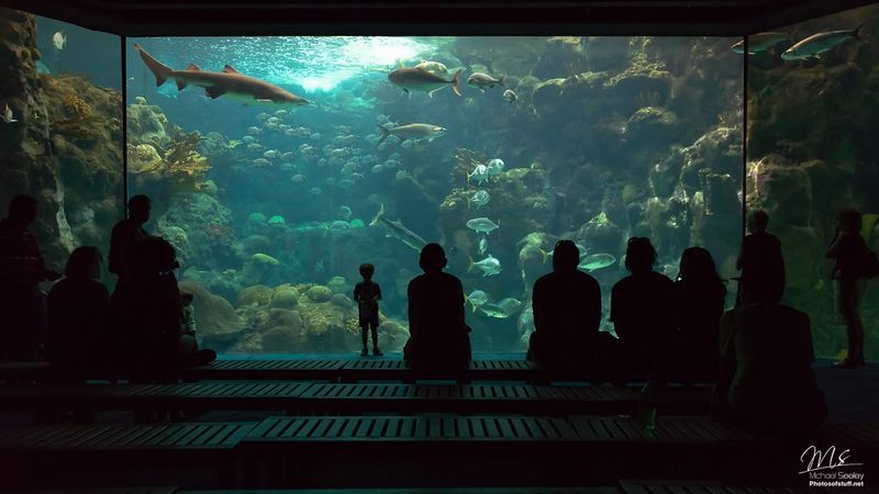 The Florida Aquarium – Tampa