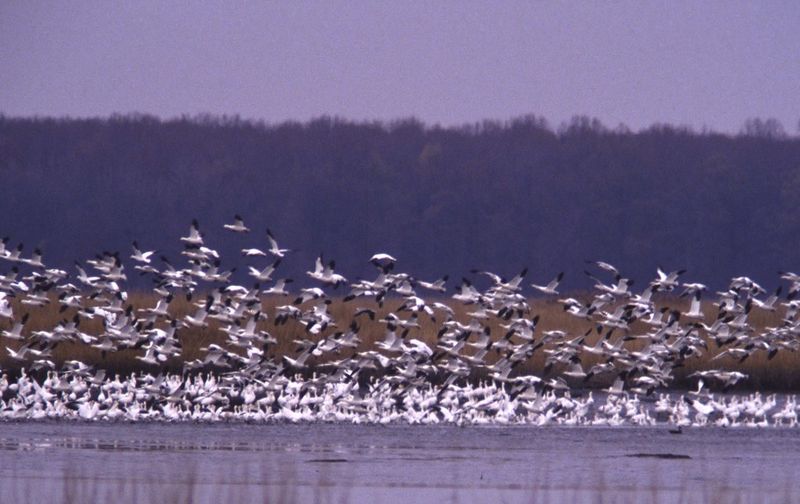 Bombay Hook National Wildlife Refuge