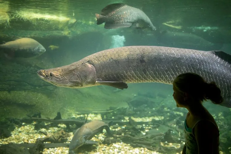 Smithsonian's National Zoo, Washington D.C.