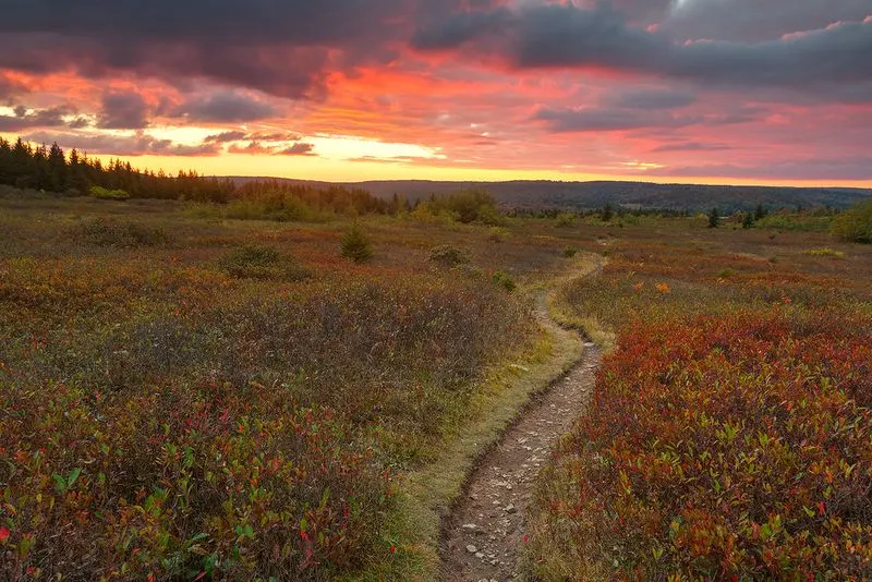 Dolly Sods Wilderness