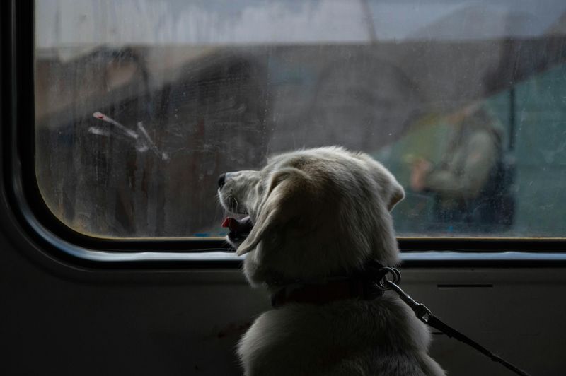 Pet Compliance