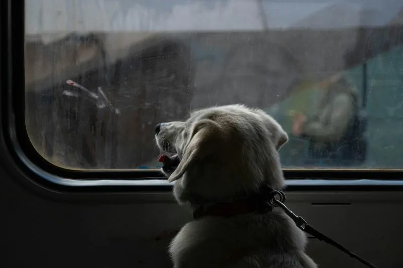 Pet Compliance