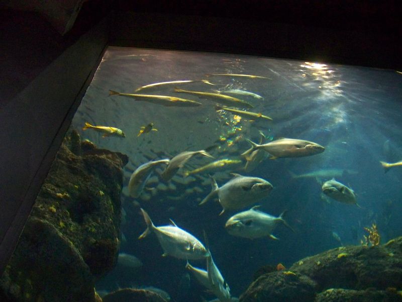 South Carolina Aquarium