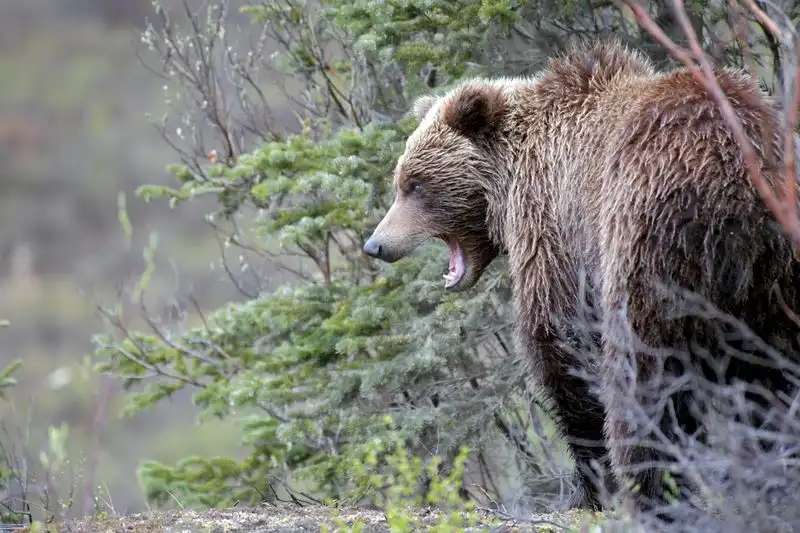 Ignoring Wildlife Safety Rules