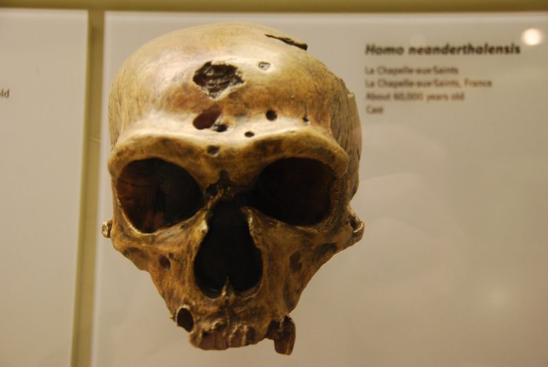 Hall of Human Origins