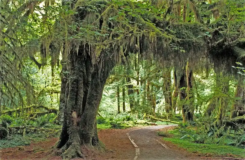 Hoh Rainforest